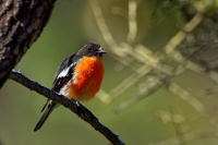 Lejscik ohnivy - Petroica phoenicea - Flame Robin o8079
